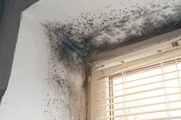Affordable Attic Mold Remediation solutions in Luke, MD